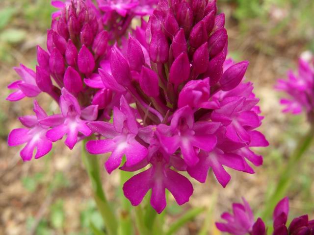 Anacamptis pyramidalis?